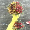 Hk004 - Lớn mạnh